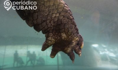 Un caimán de ocho pies queda atrapado en una alcantarilla de Miami-Dade