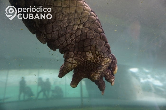 Un caimán de ocho pies queda atrapado en una alcantarilla de Miami-Dade