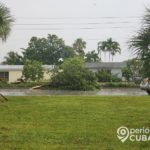 Vehículo pierde el control y tira varios árboles en una calle de Hialeah