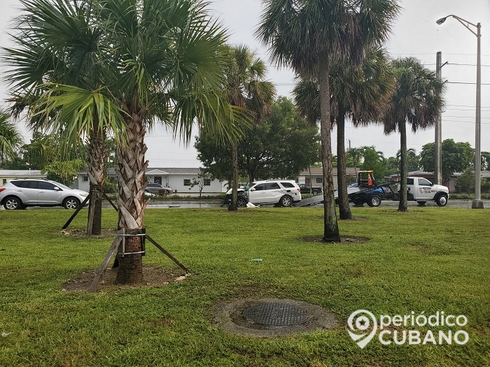 Vehículo pierde el control y tira varios árboles en una calle de Hialeah