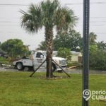 Vehículo pierde el control y tira varios árboles en una calle de Hialeah