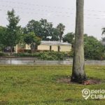Vehículo pierde el control y tira varios árboles en una calle de Hialeah
