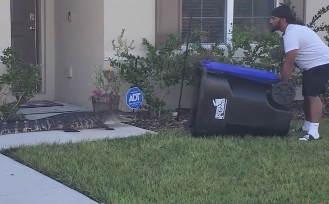 Veterano de Florida atrapó a un caimán con un bote de reciclaje