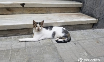 Autoridades temen que la oposición use las vacunas veterinarias como armas. (Foto de referencia: Periódico Cubano)