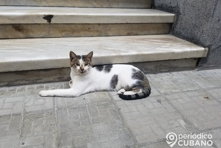 Autoridades temen que la oposición use las vacunas veterinarias como armas. (Foto de referencia: Periódico Cubano)