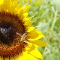 The Berry Farms girasoles (27)