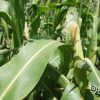 Negocios con el Estado cubano generan pérdidas a productores de maíz en Granma