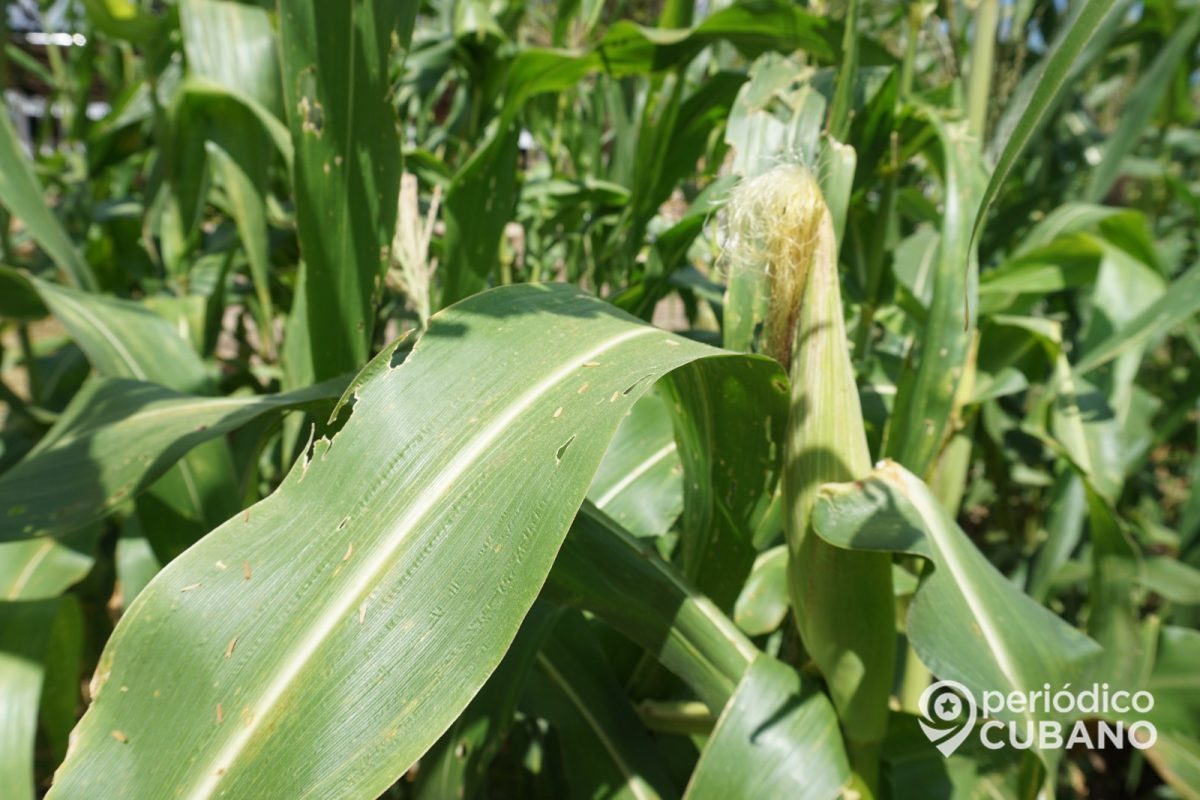 Negocios con el Estado cubano generan pérdidas a productores de maíz en Granma