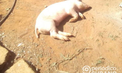 Declive de la producción de carne de cerdo comenzó en 2018