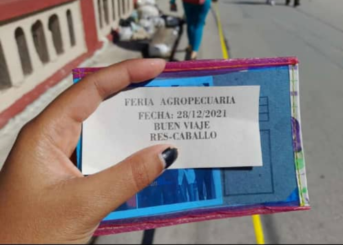 Gobierno cubano vende camarones a 550 CUP para el fin de año (1)