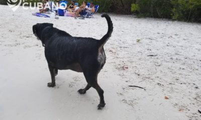 Un policía de Miami-Dade bajo investigación por matar a un perro con siete balazos