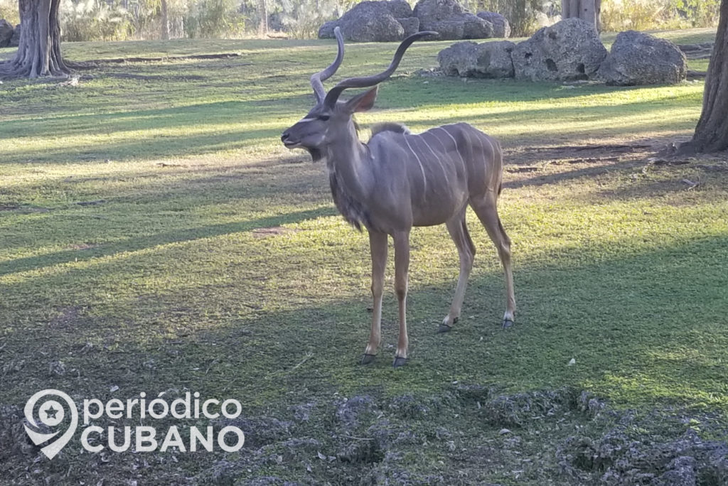 kudú mayor o gran kudú especie de articulo (4)