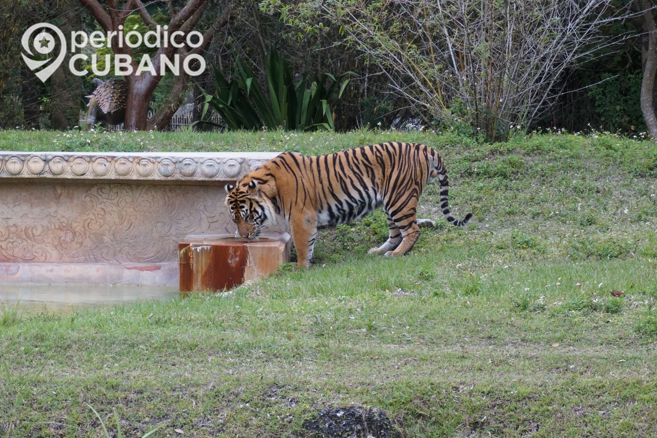 Inicia el año nuevo chino 2022 en el horóscopo es el turno del tigre y esto significa 2