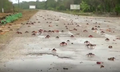 Alertan a conductores sobre la migración de cangrejos en Ciénega de Zapata
