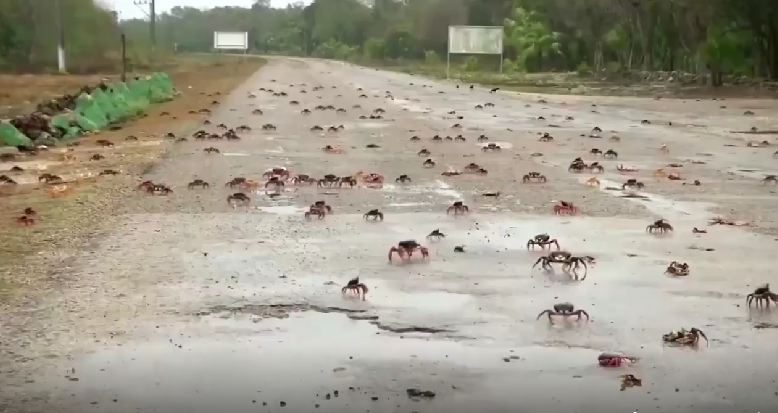 Alertan a conductores sobre la migración de cangrejos en Ciénega de Zapata