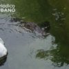 En un reserva al sur de Florida encuentran a un caimán con restos humanos