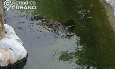 Autoridades de Florida alertan a la ciudadanía sobre la próxima temporada de caimanes