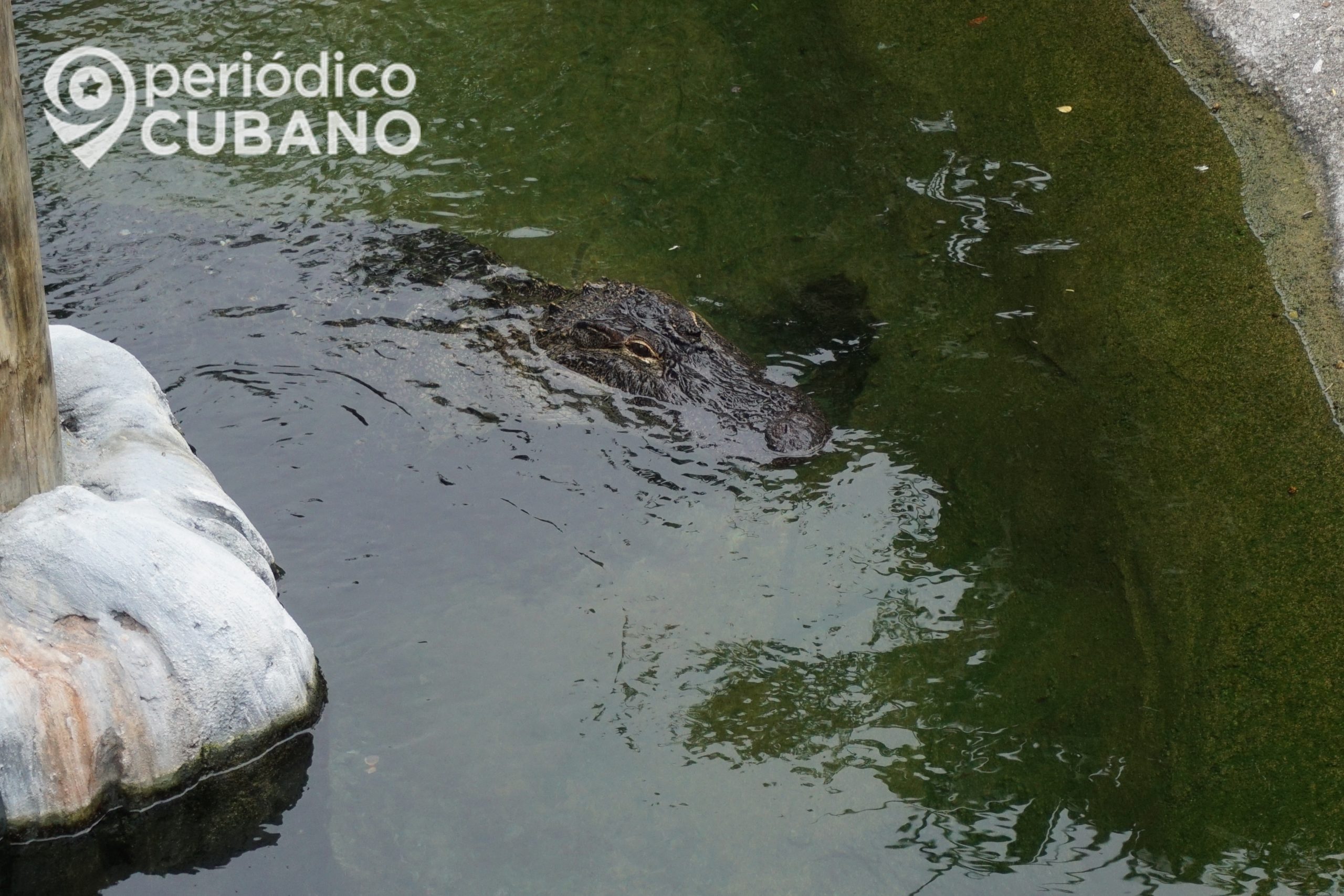 En un parque al sur de Florida encuentran a un caimán con restos humanos