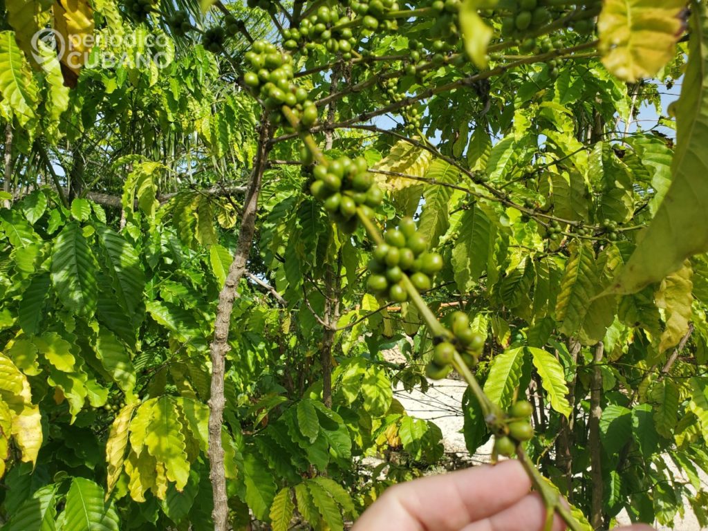 La ONU donará 42 millones de dólares a Cuba para la producción de café y cacao