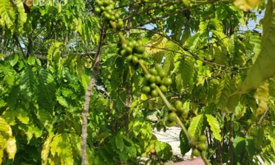 La ONU donará 42 millones de dólares a Cuba para la producción de café y cacao