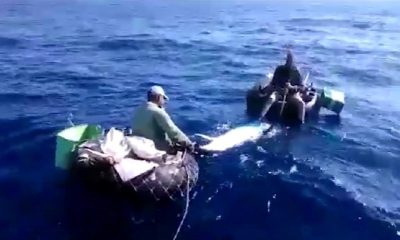 Pescadores cubanos capturaron un enorme atún de más de 700 libras en Mayabeque
