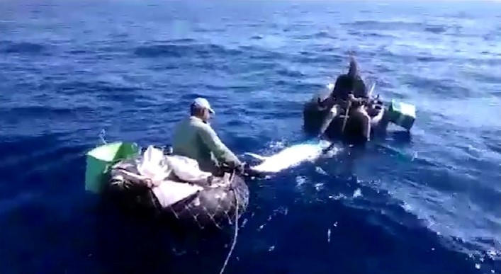 Pescadores cubanos capturaron un enorme atún de más de 700 libras en Mayabeque