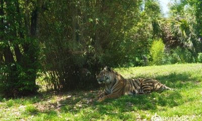 Un hombre fue atacado por un tigre en una atracción turística de Florida