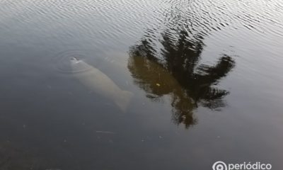 Una cría de manatí rescatada por pescadores cubanos recibe ayuda médica desde Florida