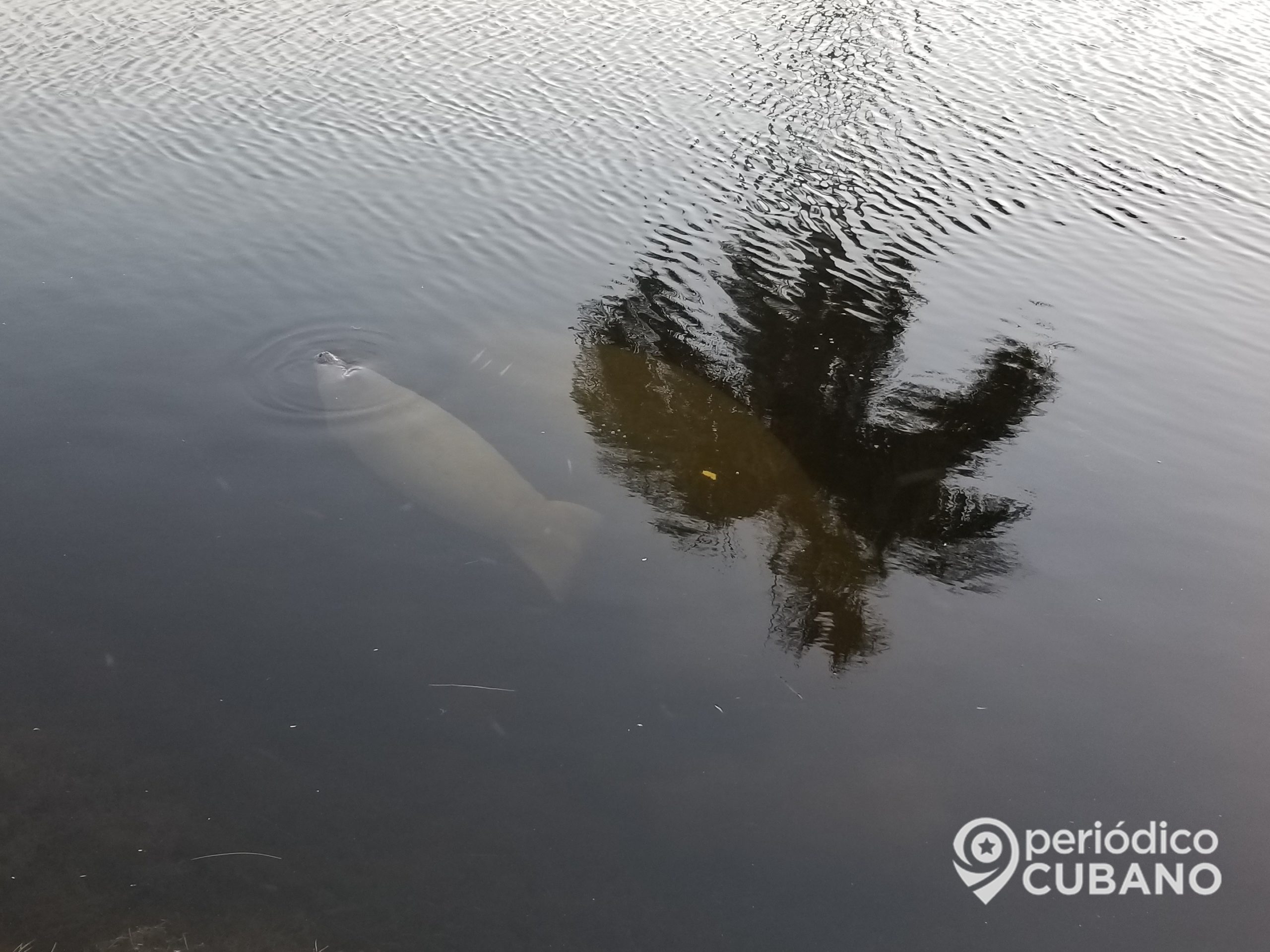 Una cría de manatí rescatada por pescadores cubano recibe ayuda médica desde Florida