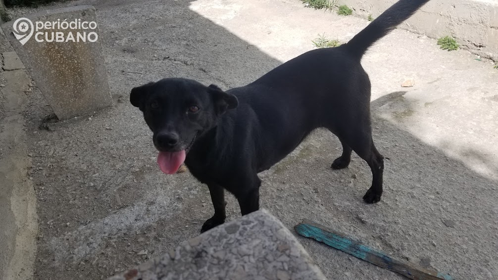 Los constantes de crueldad animal en Cuba demuestran que la Ley de Bienestar Animal no es aplicada por las autoridades