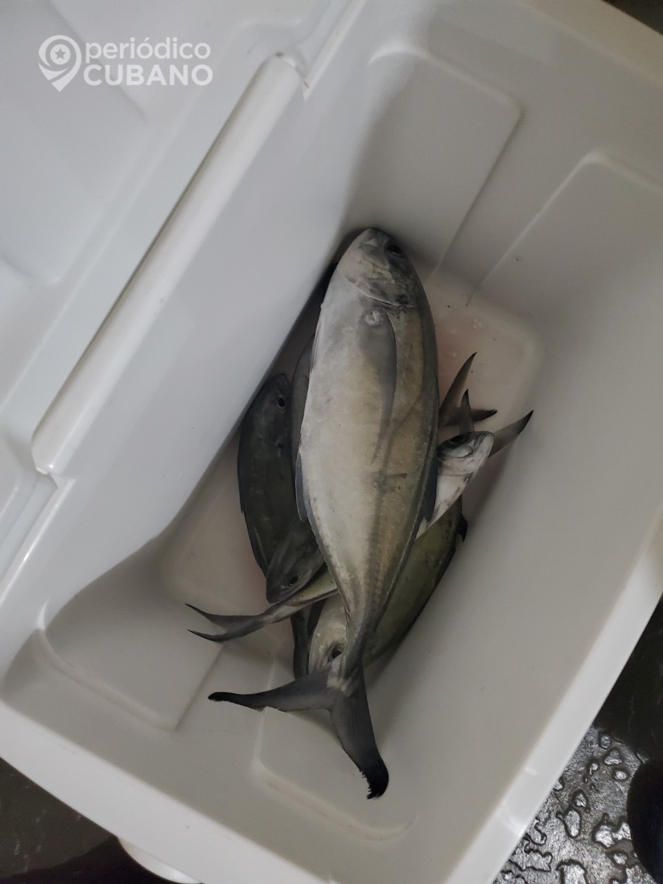 Establecen nuevos requisitos para otorgar licencia de pesca en Cuba