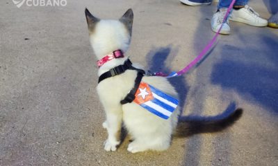 Exigen castigos más fuertes contra los abusadores de animales en Cuba