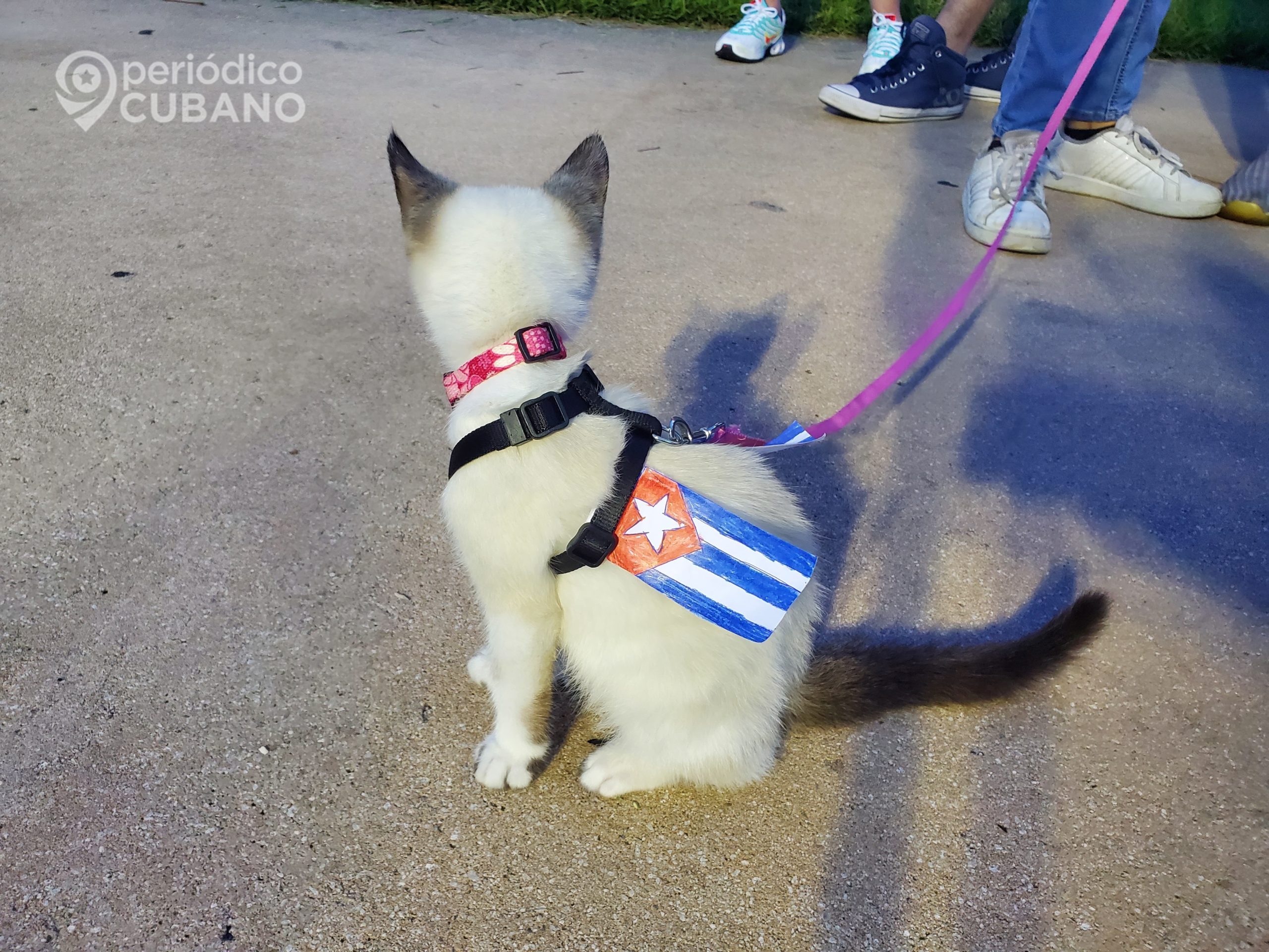 Exigen castigos más fuertes contra los abusadores de animales en Cuba