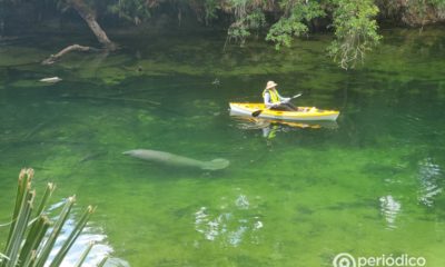 Polémica medida para evitar que los manatíes mueran de hambre en Florida