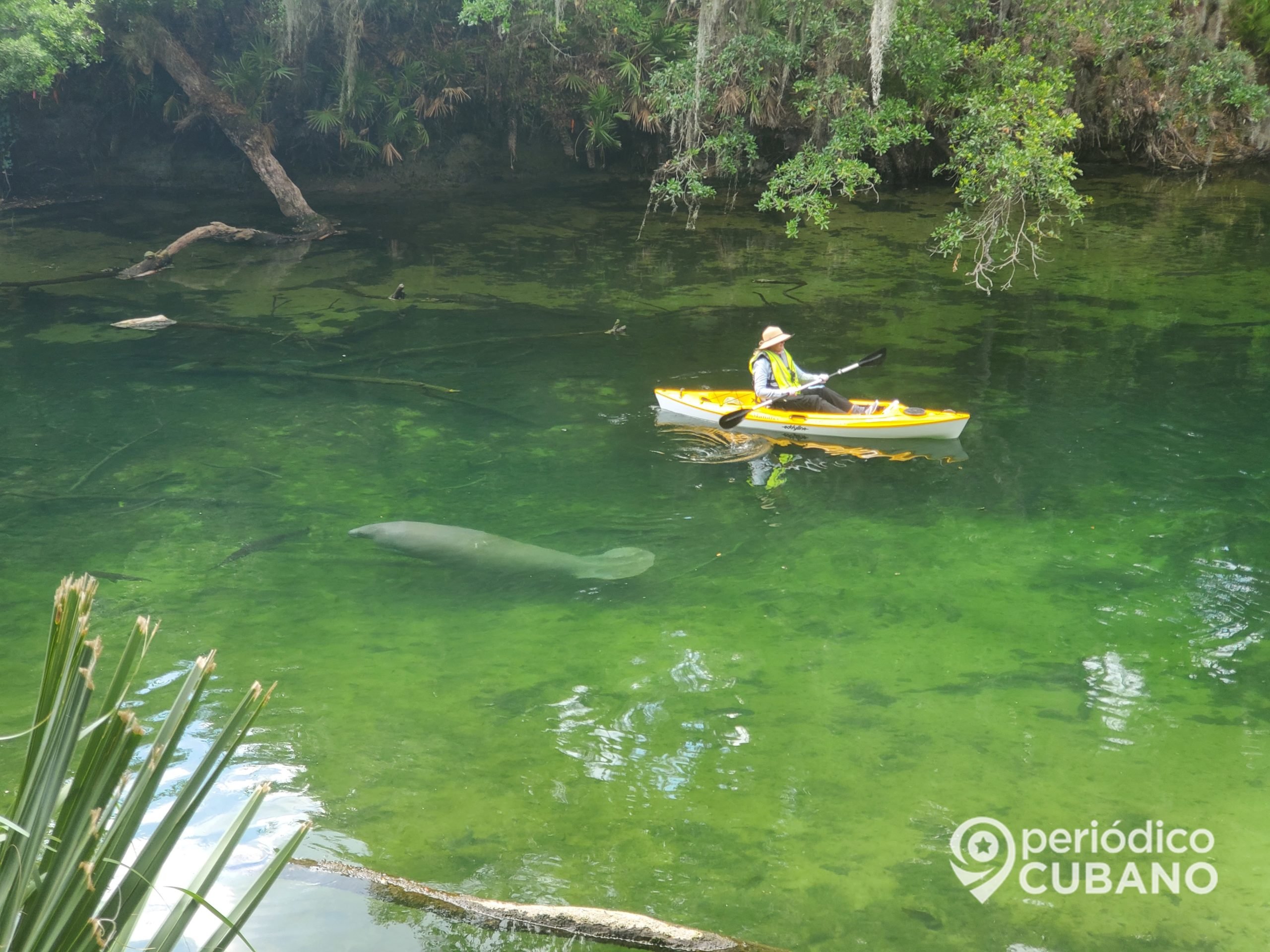 Polémica medida para evitar que los manatíes mueran de hambre en Florida