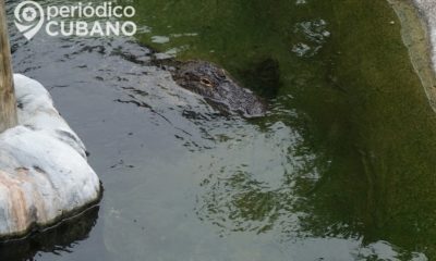 Un enorme caimán interrumpió el tráfico en una calle de Venice, en Florida