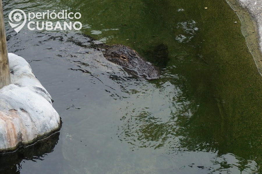 Un enorme caimán interrumpió el tráfico una calle de Venice, en Florida