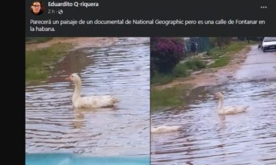 Los baches de La Habana se convirtieron en criaderos de patos