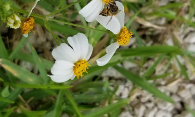 Colmenas de abejas y producción de miel corren peligro en Sancti Spíritus por falta de combustible
