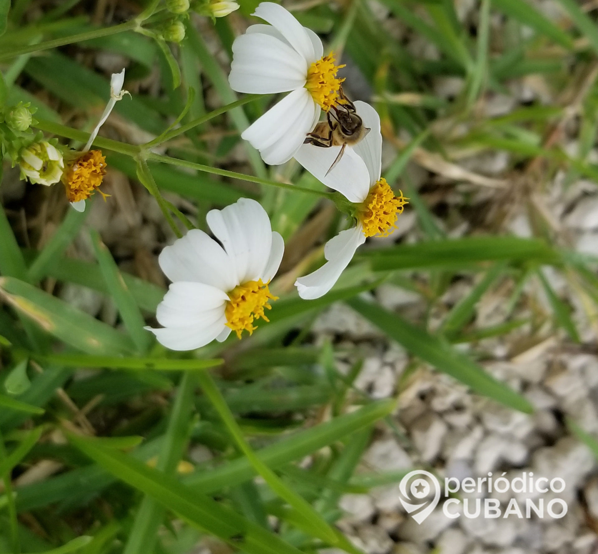 Colmenas de abejas y producción de miel corren peligro en Sancti Spíritus por falta de combustible