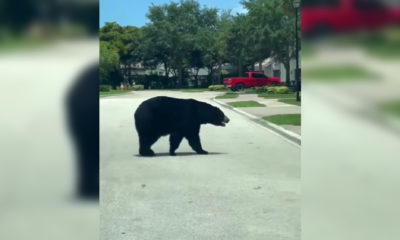 Oso en las calles de Naples