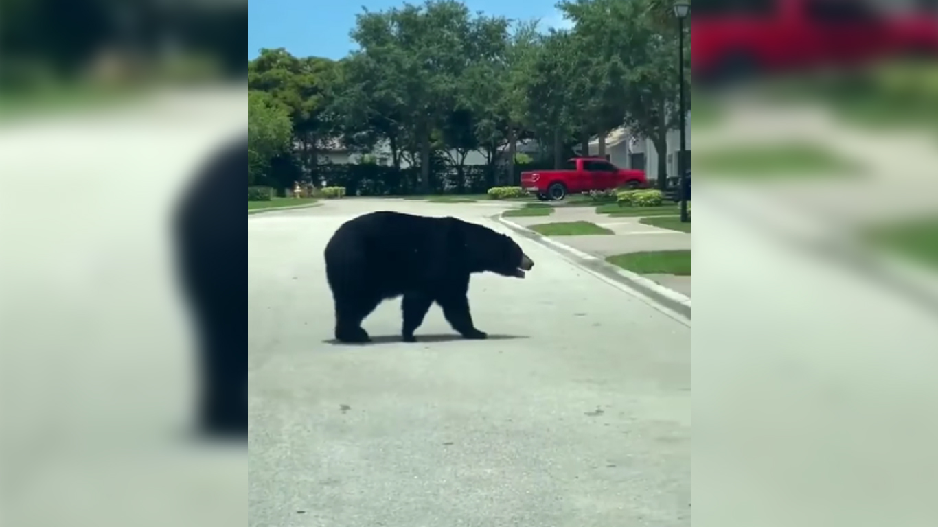 Oso en las calles de Naples