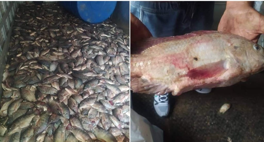 Pescado podrido en Bejucal