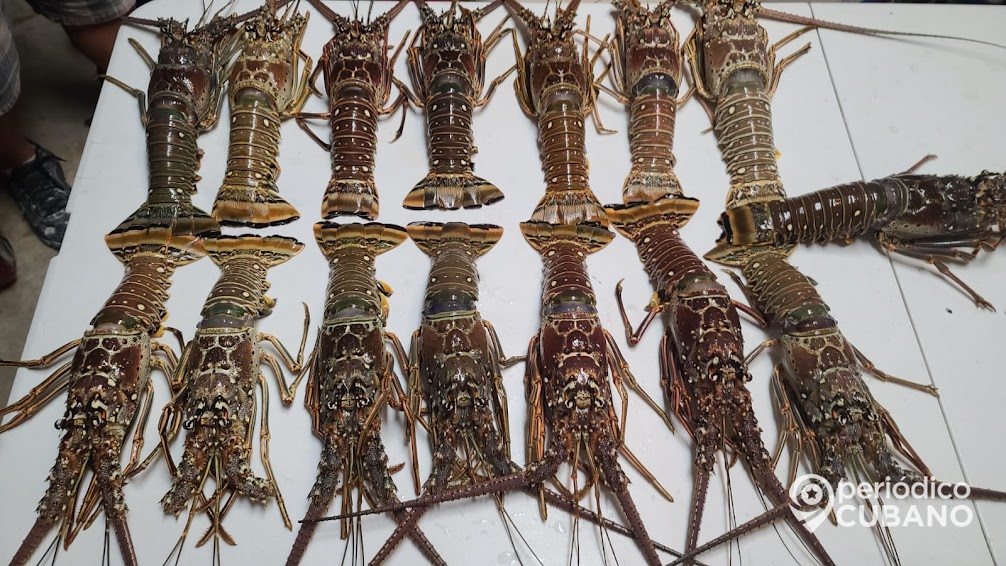 Inicia la minitemporada de pesca de langosta en los cayos de Florida