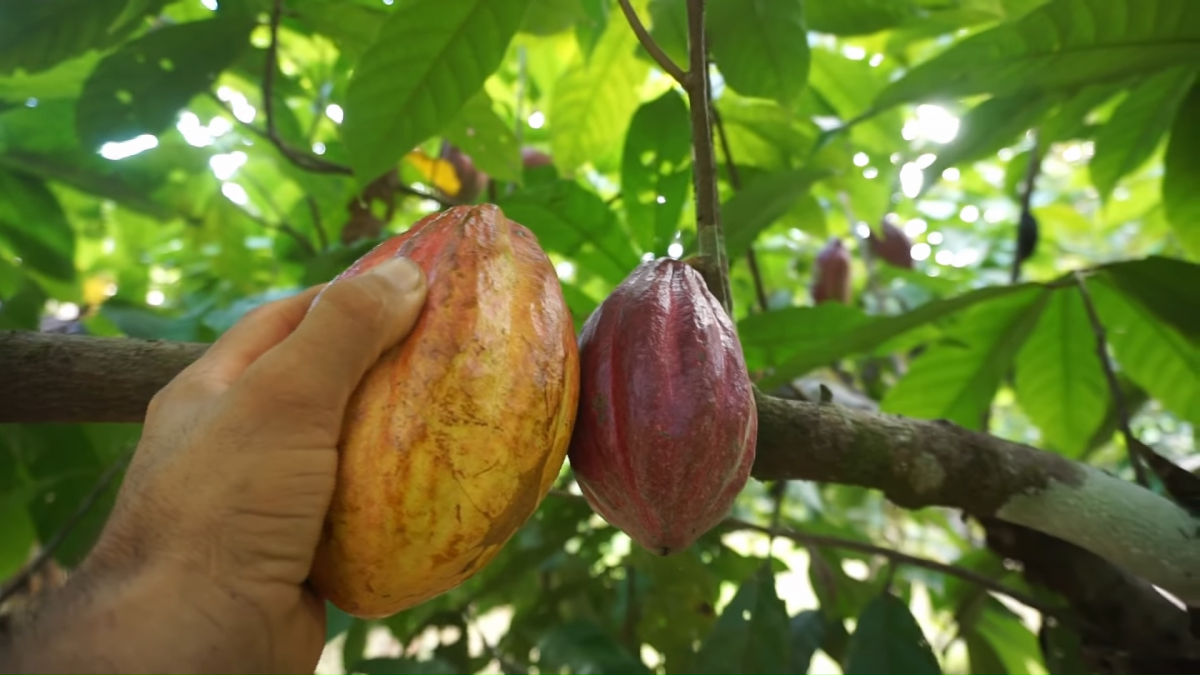 Fruto del cacao