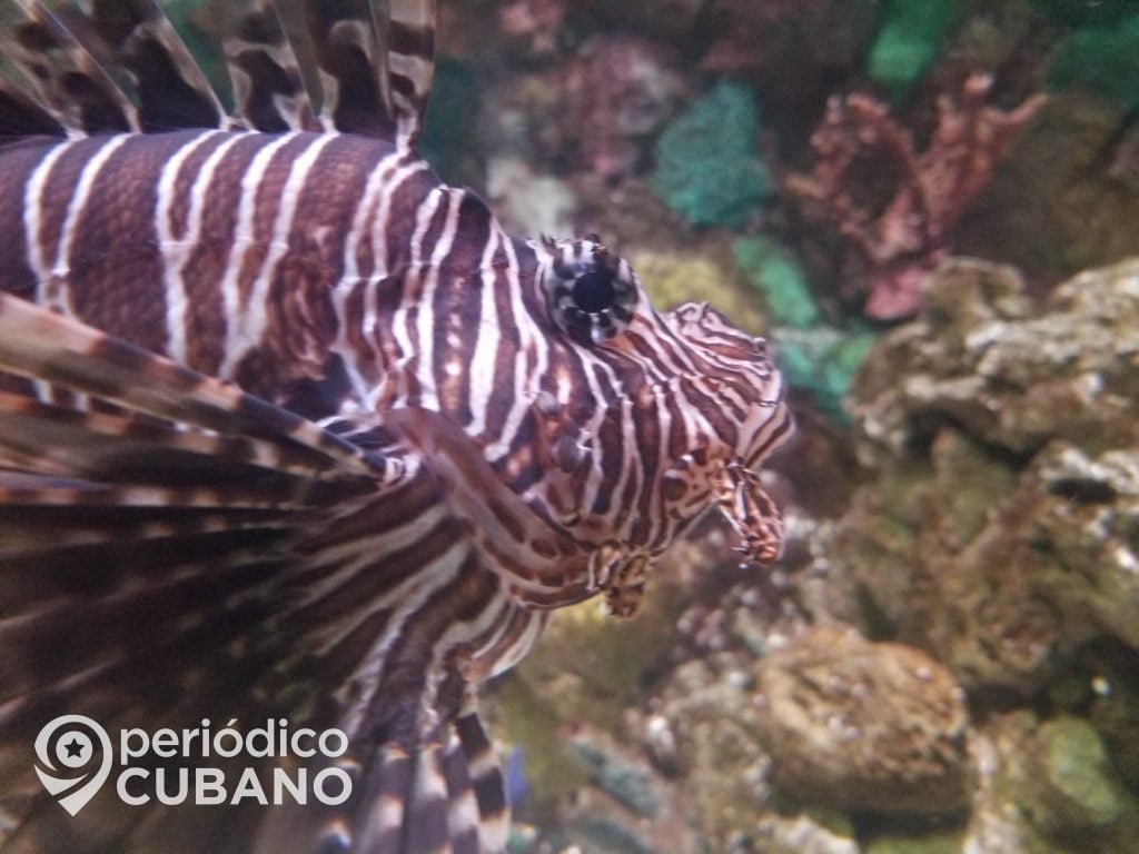 Autoridades cubanas convocan a la pesca de la especie invasora pez león