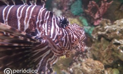 Autoridades cubanas convocan a la pesca de la especie invasora pez león