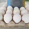 Gallinas estresadas por la crisis del comunismo disminuyen a mínimos históricos la producción de huevos