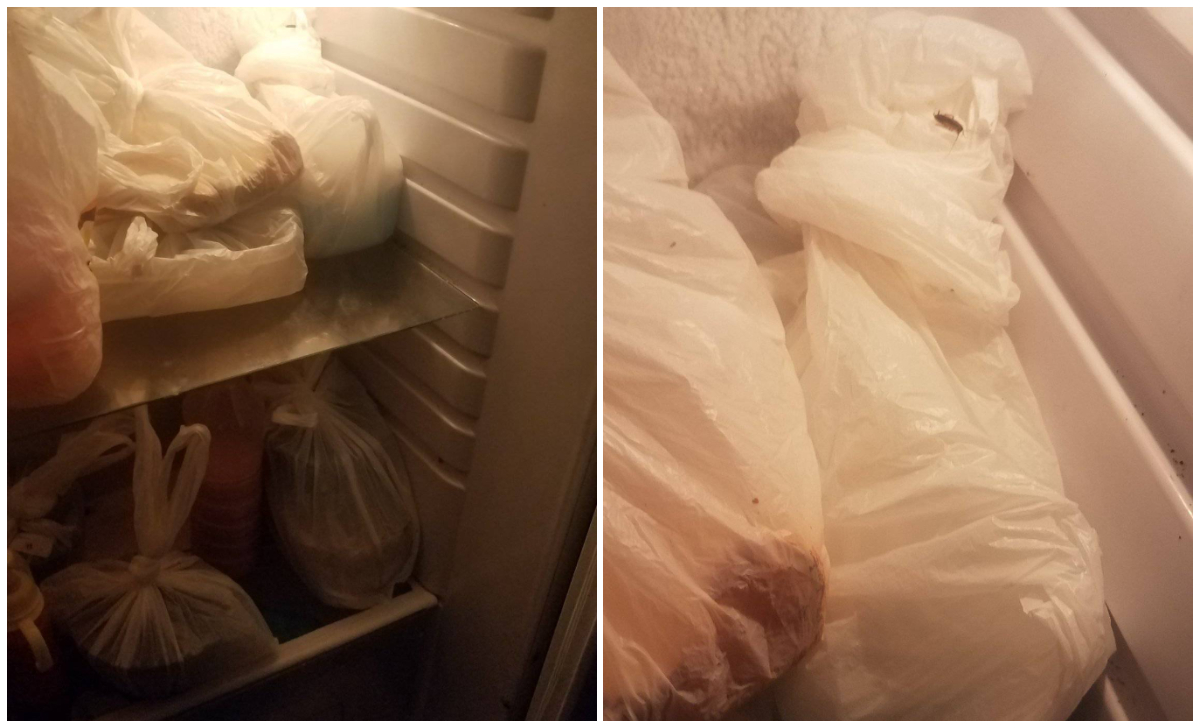 Pediátrico de La Habana infestado de cucarachas hasta en sus refrigeradores