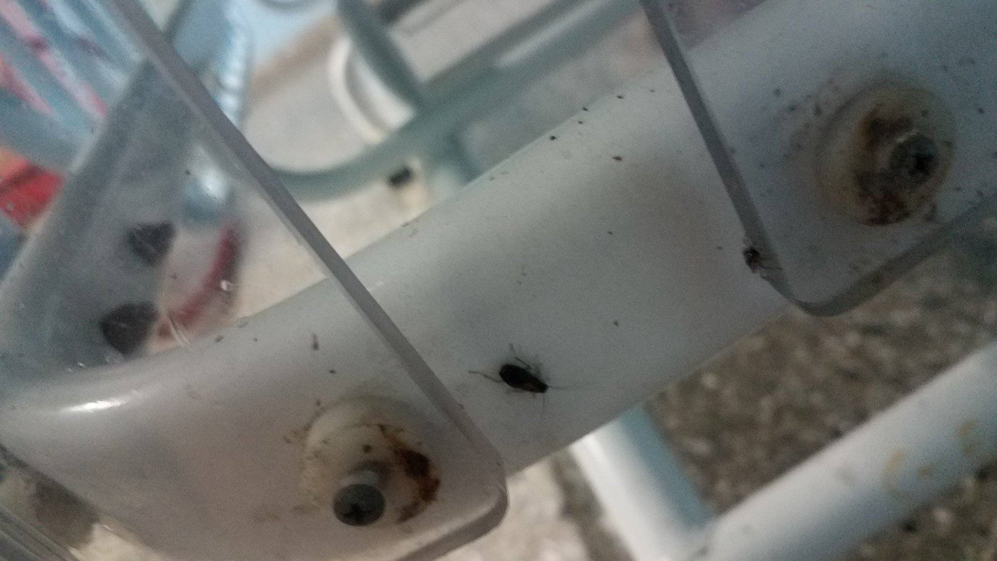 Pediátrico de La Habana infestado de cucarachas hasta en sus refrigeradores